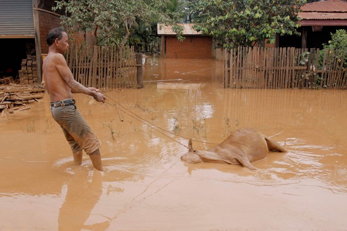 Một người dân ở huyện Sanamxay đang cố kéo con bò của gia đình đã bị chết đuối. Ảnh: AFP/Nation.