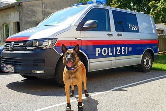 Chó cảnh sát đi giày chống nóng.