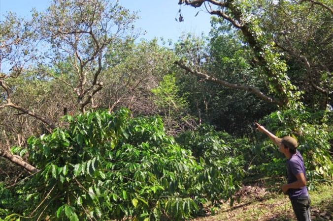 Vườn điều của anh Hoàng Văn Thanh (thôn 9, xã Thống Nhất) đã ngưng sinh trưởng, nhiều cây chết khô dần sau khi phun thuốc BVTV được hỗ trợ.