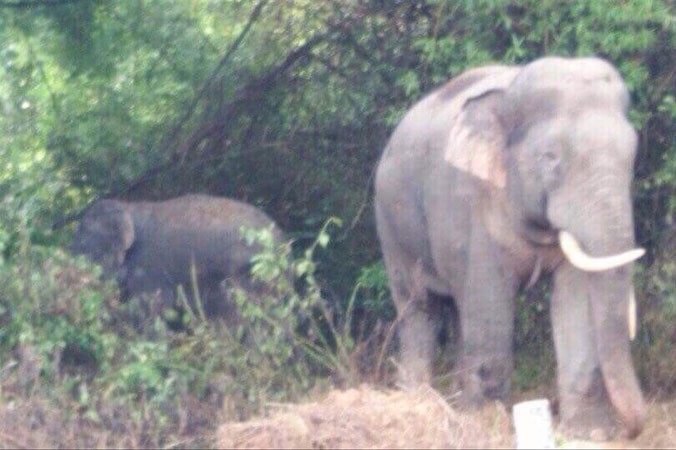 Ðàn voi rừng thường xuyên ra khu vực dân cư xã Thanh Sơn.