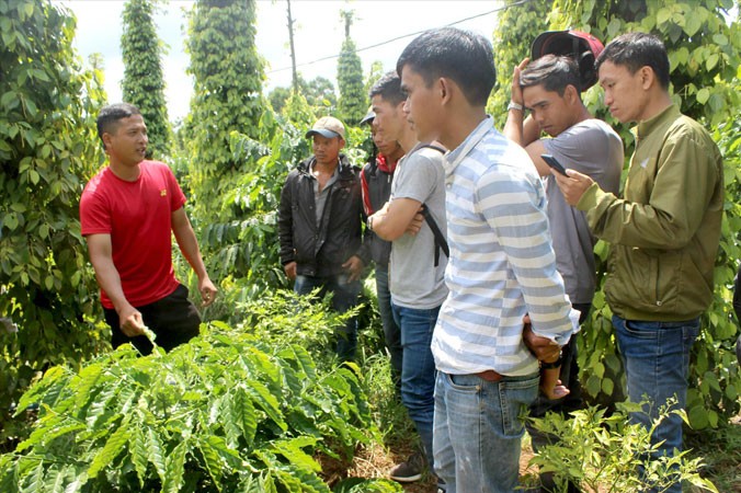 Y Thuyl (ngoài cùng bên trái) hướng dẫn kỹ thuật chăm sóc cà phê. Ảnh: H.T.