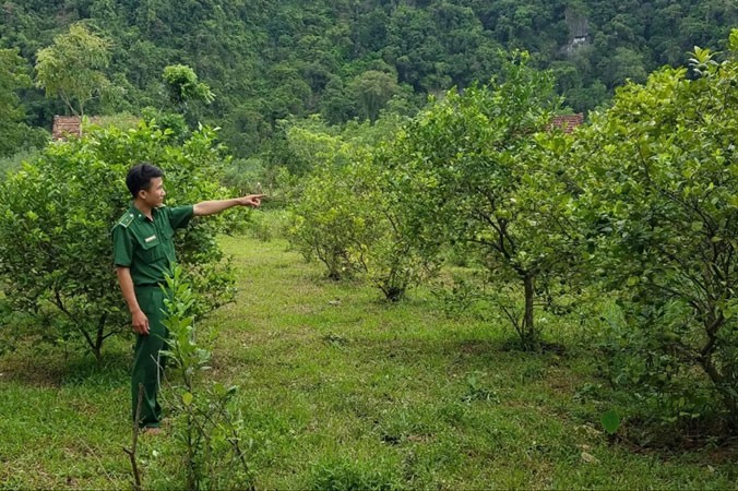 Anh Dương Vĩnh Phú bên vườn cam sai trĩu quả của gia đìn. ẢNh: H.N.