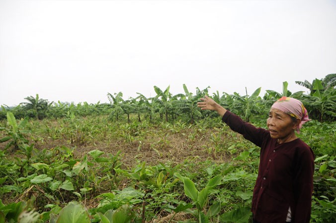 Bà Nguyễn Thị Chí (xã Liên Trung) với 60 năm gắn bó với đất bãi giữa sông Hồng nay bị xã lấy không của dân giao cho cá nhân khác. Ảnh: KC.