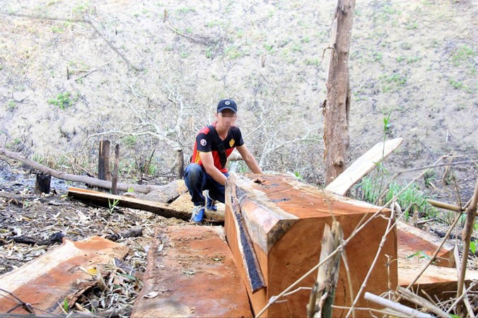 Nhiều lóng gỗ tại cánh rừng thuộc xã Lơ Ku.