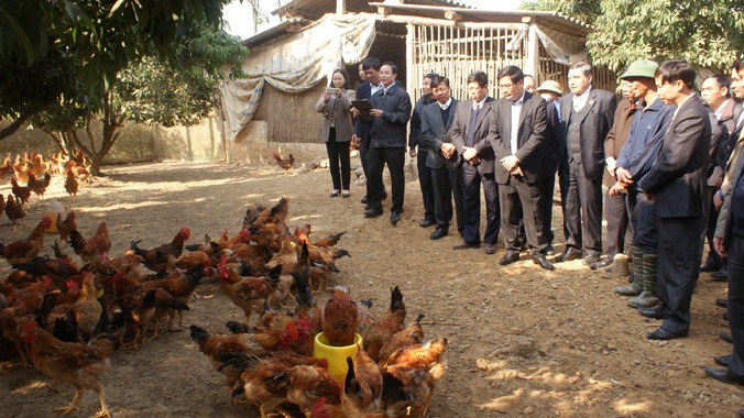  Bộ trưởng NN&PTNT Cao Đức Phát (ngoài cùng bên phải) và lãnh đạo ngành chăn nuôi thăm mô hình nuôi gà ở Yên Thế. Ảnh: PV