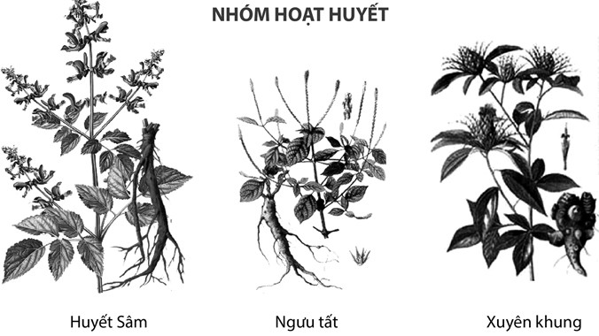 Điều trị thiếu máu não phải vừa hoạt huyết, vừa bổ khí huyết