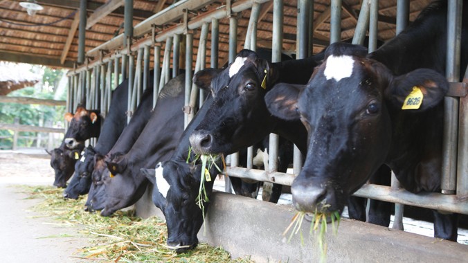  Đầu tư cho nông dân nuôi bò tạo ra sự phát triển bền vững cho FrieslandCampina