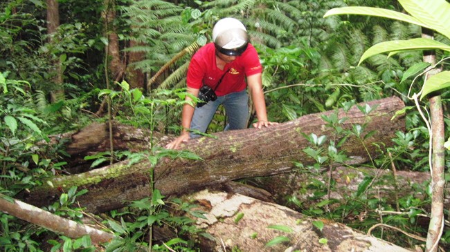  Nhiều cây dổi ở rừng phòng hộ đầu nguồn huyện Krông Năng bị đốn hạ