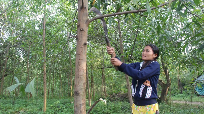 Gia đình chị Đinh Thị Vai thoát nghèo với cây keo. Ảnh: H. Văn