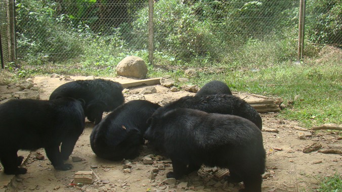 35 con gấu được thu gom về nuôi dưỡng tại trung tâm để huấn luyện chúng trở về bản năng gốc 
