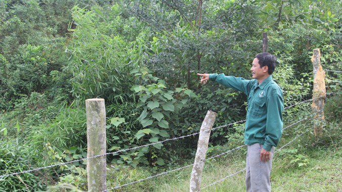 Hơn 300 ha rừng của Cty Cao su Hương Khê tại xã Hòa Hải (Hương Khê, Hà Tĩnh) bị người dân ngang nhiên xâm chiếm