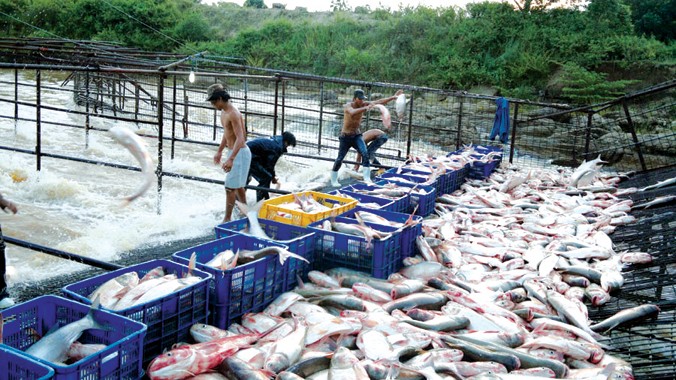 Thu hoạch cá ở hồ Auyn Hạ