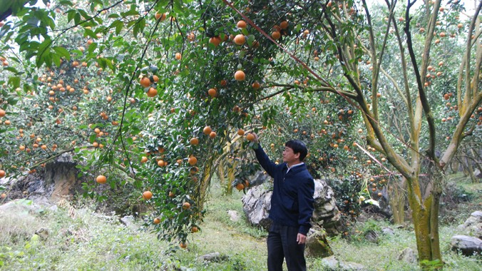 Vườn cam ở Hàm Yên. Ảnh: T.D
