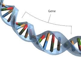 Lần đầu biến đổi gene phôi người
