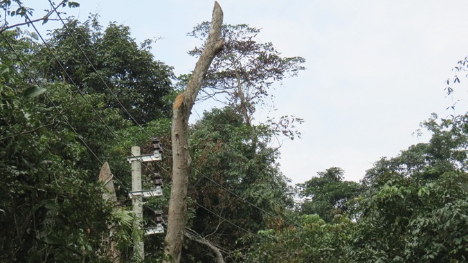 90 ha rừng đặc dụng Phong Nha - Kẻ Bàng được cho là bị xâm hại khi kéo điện lưới