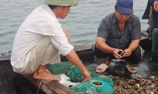 Trên thế giới có khoảng 100 loài bào ngư, Việt Nam có 4 loài (riêng vùng biển Quảng Nam có 3 loài) Ảnh: Báo Quảng Nam.