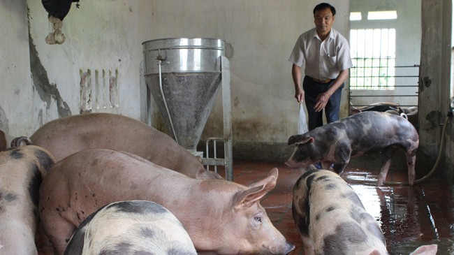 Anh Tạ Hùng Đậu nuôi lợn tại xã Tiền Châu, Phúc Yên, Vĩnh Phúc để tiếp tục thử nghiệm, hoàn thiện cám thảo dược. Ảnh: Nguyễn Hoài