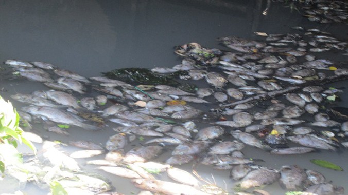 Cá chết dày đặc trên kênh Phú Lộc
