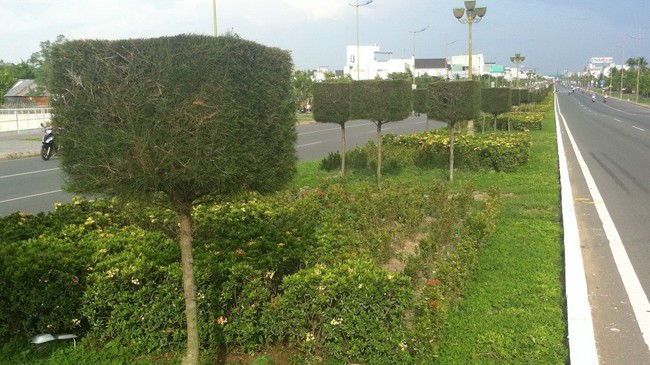 Cây xanh và hoa trên đường Võ Văn Kiệt (Bình Thủy, Cần Thơ) 