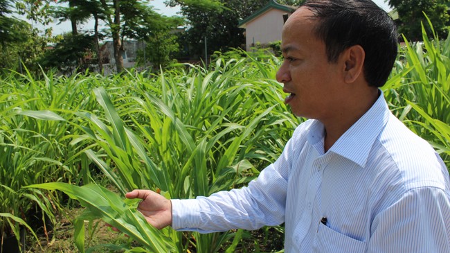Giống cỏ bắp Cực Đông đang được trồng thử nghiệm ở Đồng Nai