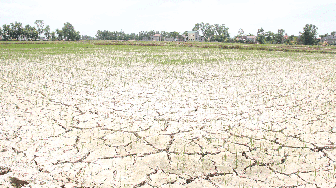 Thiếu nước trầm trọng, ruộng đồng Nghệ An nứt nẻ. Ảnh Cảnh Huệ