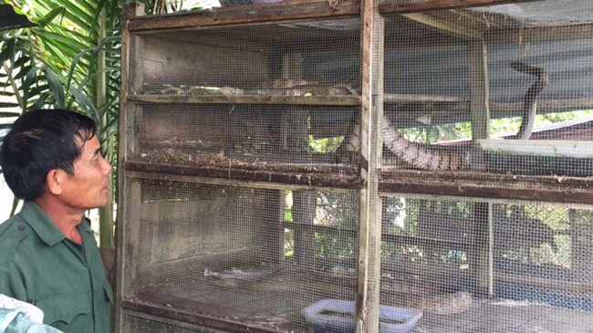 Một hộ dân được vay vốn từ “Quỹ hỗ trợ cộng đồng David Dương” phát triển chăn nuôi rắn