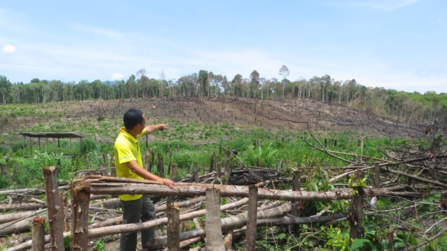 Một khoảnh rừng tại huyện Sa Thầy (Kon Tum) bị phá trắng