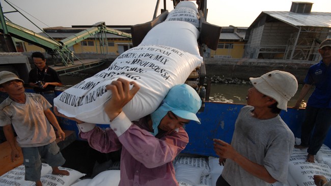 Xuất khẩu gạo bế tắc, khiến giá thu mua lúa cho nông dân cũng giảm. Ảnh: Phương Chăm