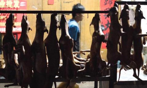 Những con chó mới bị giết thịt được treo lên móc để chờ khách mua ở Ngọc Lâm