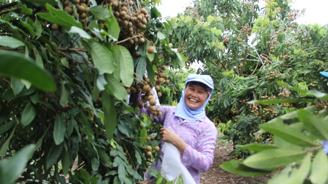 Bà con nông dân xã Hàm Tử (huyện Khoái Châu, Hưng Yên) phấn khởi chờ xuất khẩu nhãn sang M. Ảnh: Phan Sáng