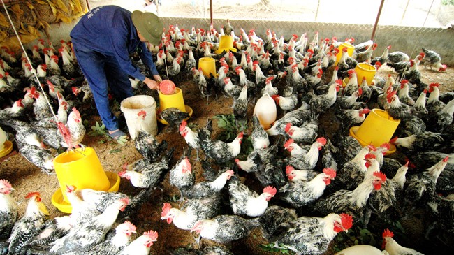 Ngành chăn nuôi gia cầm Việt Nam đang điêu đứng vì đùi gà Mỹ nhập khẩu giá rẻ. Ảnh: Hồng Vĩnh