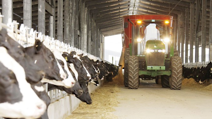 Khâu cung cấp thức ăn cho bò sữa tại trang trại TH. Ảnh: Lương Thùy