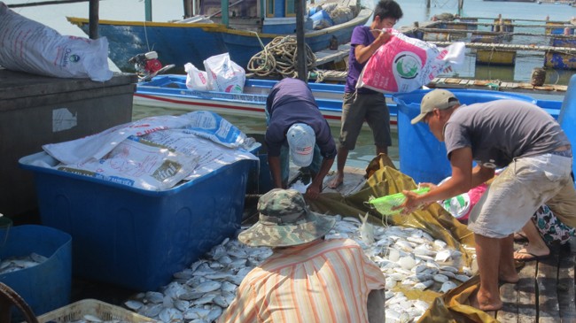 Cá chết trắng lồng bè ở xã Long Sơn