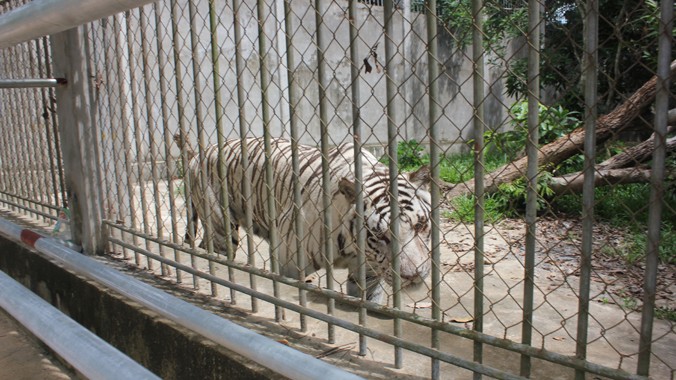 Hổ trắng được nuôi tại khu du lịch sinh thái Trại Bò