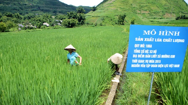 Mô hình sản xuất lúa chất lượng do EVN đầu tư cho 53 hộ dân tại xã Mường Kim, huyện Than Uyên đã giúp người dân thay đổi cuộc sống, thoát nghèo
