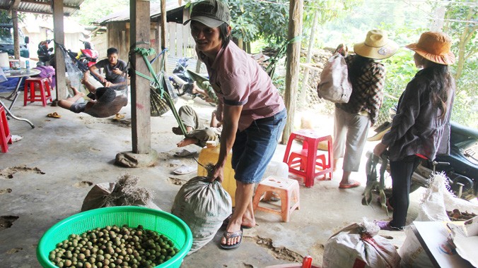 Cõng mây từ rừng ra, người dân xã Trà Leng (huyện Nam Trà My, tỉnh Quảng Nam) bán ngay cho một điểm thu mua ở bìa rừng. Ảnh: Thanh Trần