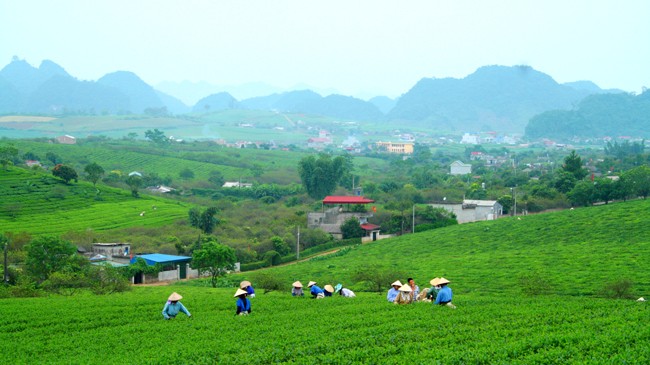 Nông trường chè Mộc Châu, Sơn La là một trong những đơn vị thuộc ngành sản xuất nông nghiệp mũi nhọn của tỉnh Sơn La. Ảnh: Hồng Vĩnh