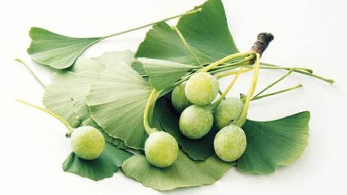 Cao bạch quả, tên khoa học là ginkgo biloba