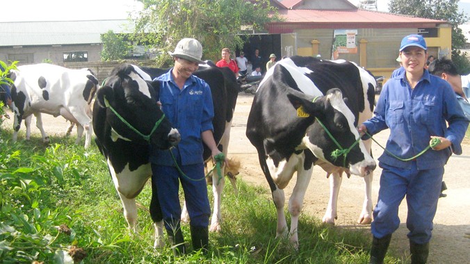 Vợ chồng anh Thắm đang tích cực tập luyện cho hai thí sinh chuẩn bị cho hội thi Hoa hậu bò sữa.