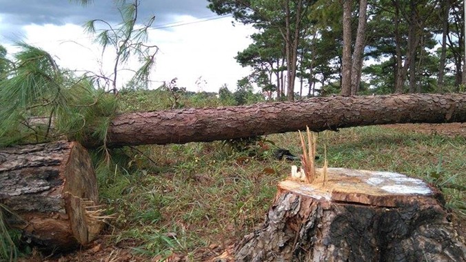 Một số cây thông vừa bị đốn hạ.