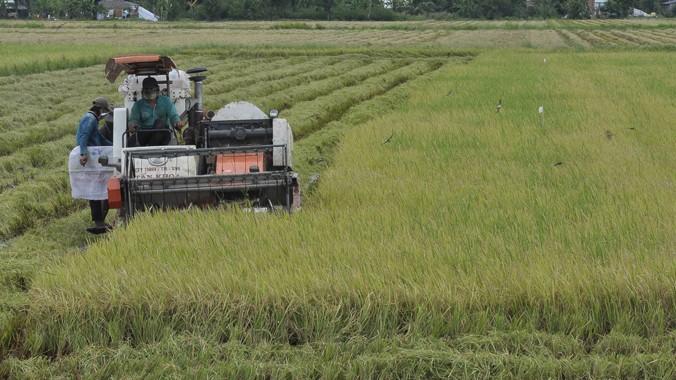 Máy liên hợp đang gặt lúa. Ảnh: Hòa Hội