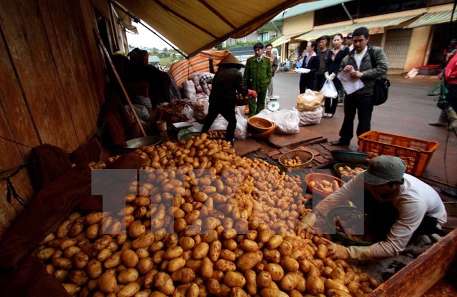 Kiểm tra vựa khoai tây trong chợ Nông sản Đà Lạt. (Ảnh: Nguyễn Dũng/TTXVN)