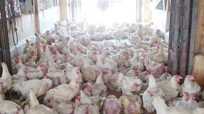 Nhiều con gà trắng công nghiệp trụi hết lông, ốm yếu tại chợ Hà Vỹ. Ảnh: Tuấn Nguyễn