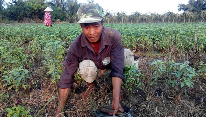 Hằng ngày, hai vợ chồng ông Lá đầu tắt mặt tối với đám rẫy trên đất thuê để mong đủ sống qua ngày. Ảnh: Việt Văn