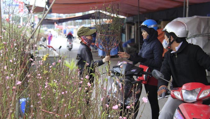 Đào Nhật Tân bán chơi Tết Dương lịch tại chợ hoa Quảng An (Tây Hồ). Ảnh: Trường Phong