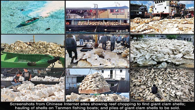 Ảnh chụp màn hình các trang mạng Trung Quốc cho thấy kết quả những chuyến khai thác sò khổng lồ của ngư dân nước này. Ảnh: Victor Robert Lee