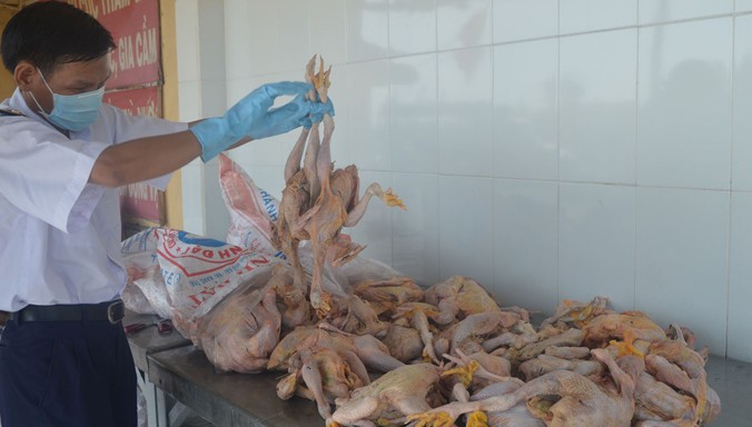 Số gà thối bị bắt tại trạm kiểm dịch động vật Thủ Đức.