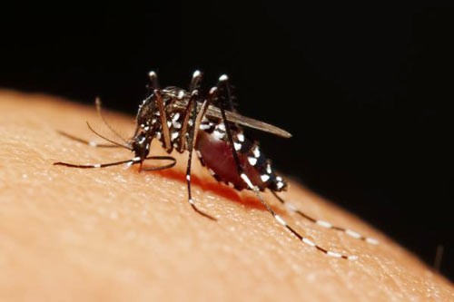 Muỗi vằn (Aedes aegypti) truyền virus Zika, sốt xuất huyết dengue, sốt chikungunya và sốt vàng da.