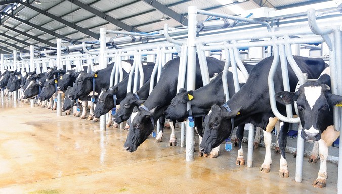 Trang trại bò sữa của Vinamilk tại Nghệ An.