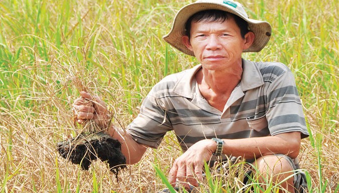 Ông Phan Thành Nai ở ấp Hòa Lạc, xã Hòa Điền (Kiên Lương, Kiên Giang) với 7 ha lúa bị chết do mặn xâm nhập khi mới làm đòng Ảnh: Hòa Hội